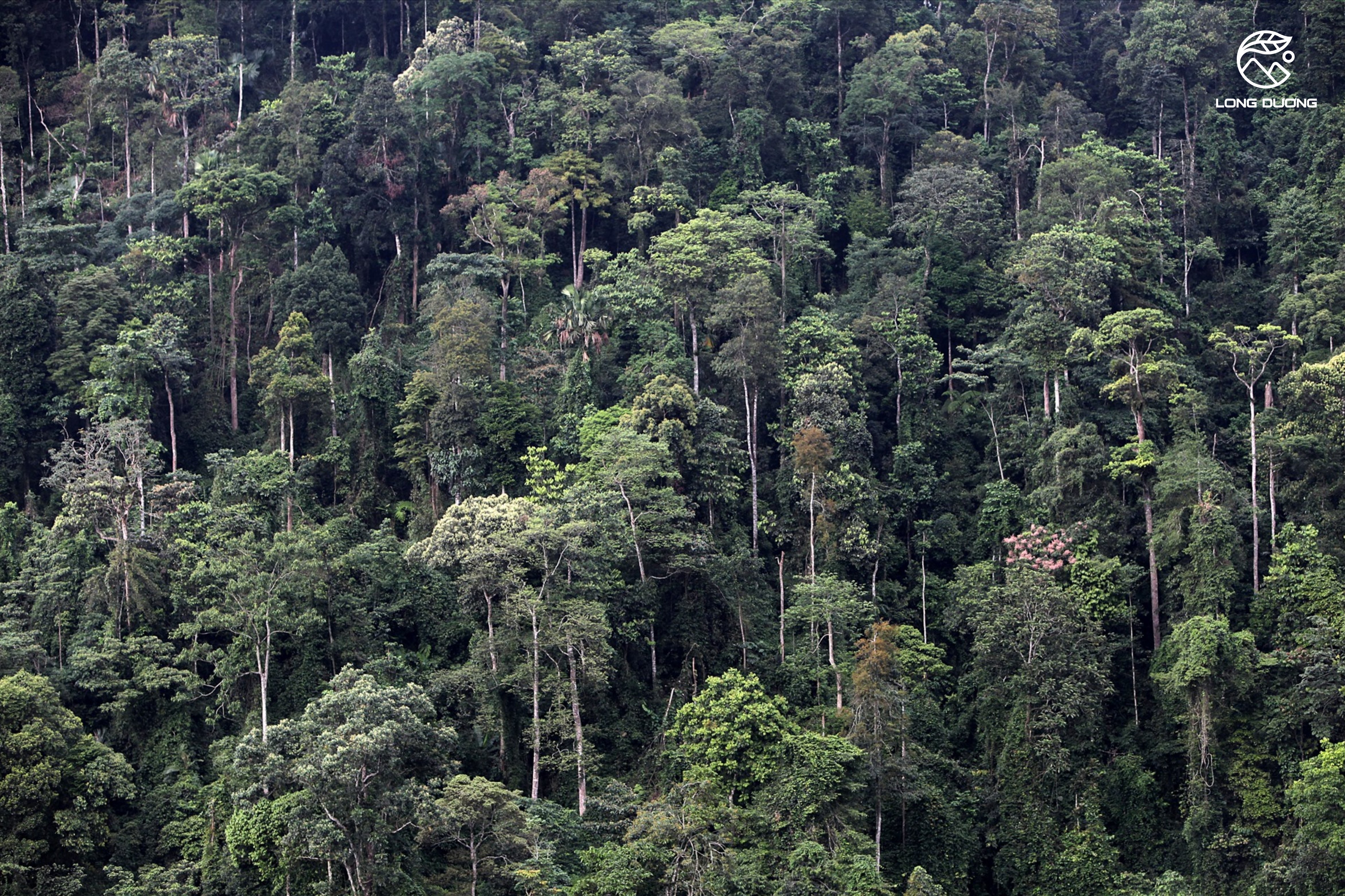 rừng thiêng Pù Luông