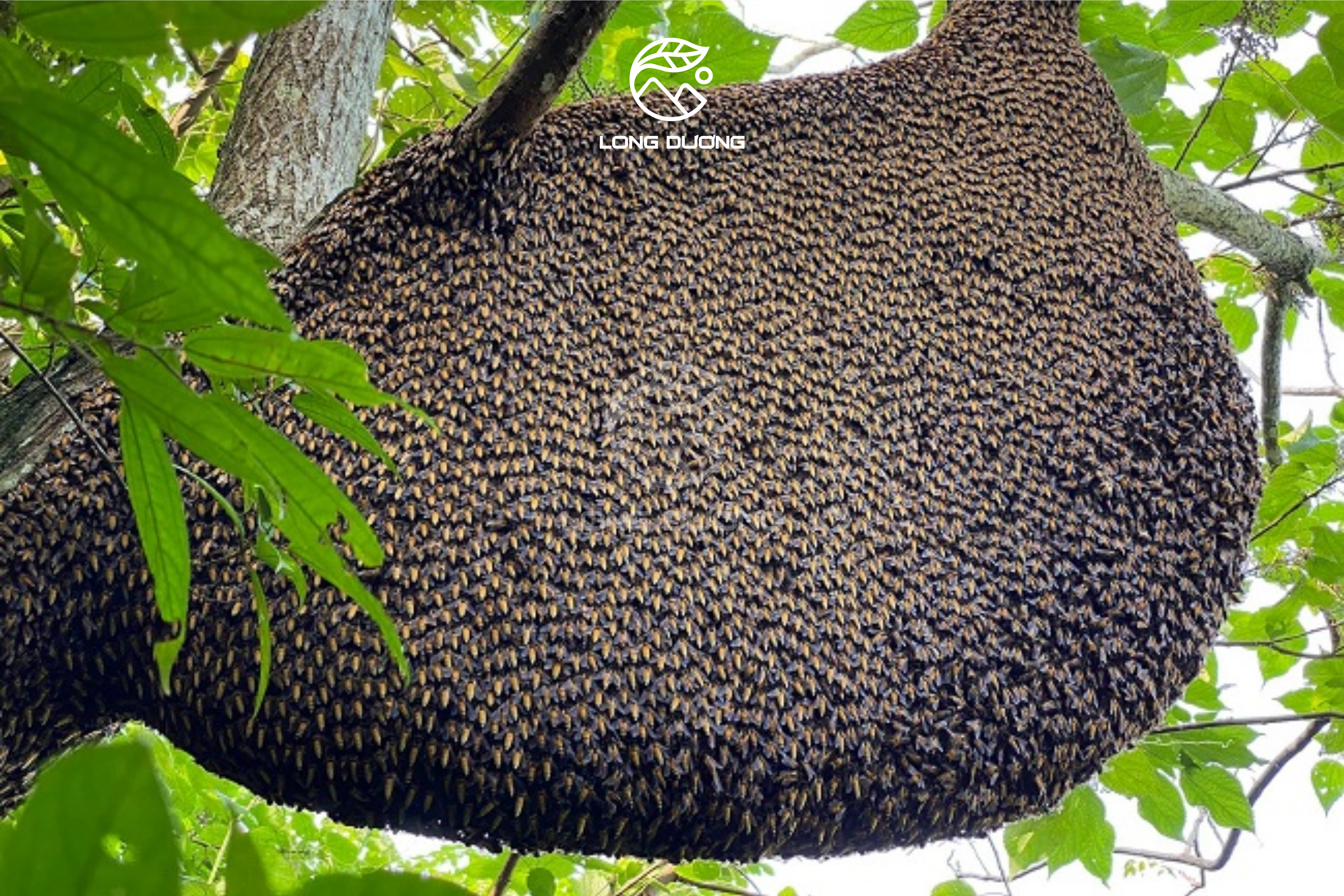 So sánh mật ong khoái và mật ong ruồi loại nào tốt