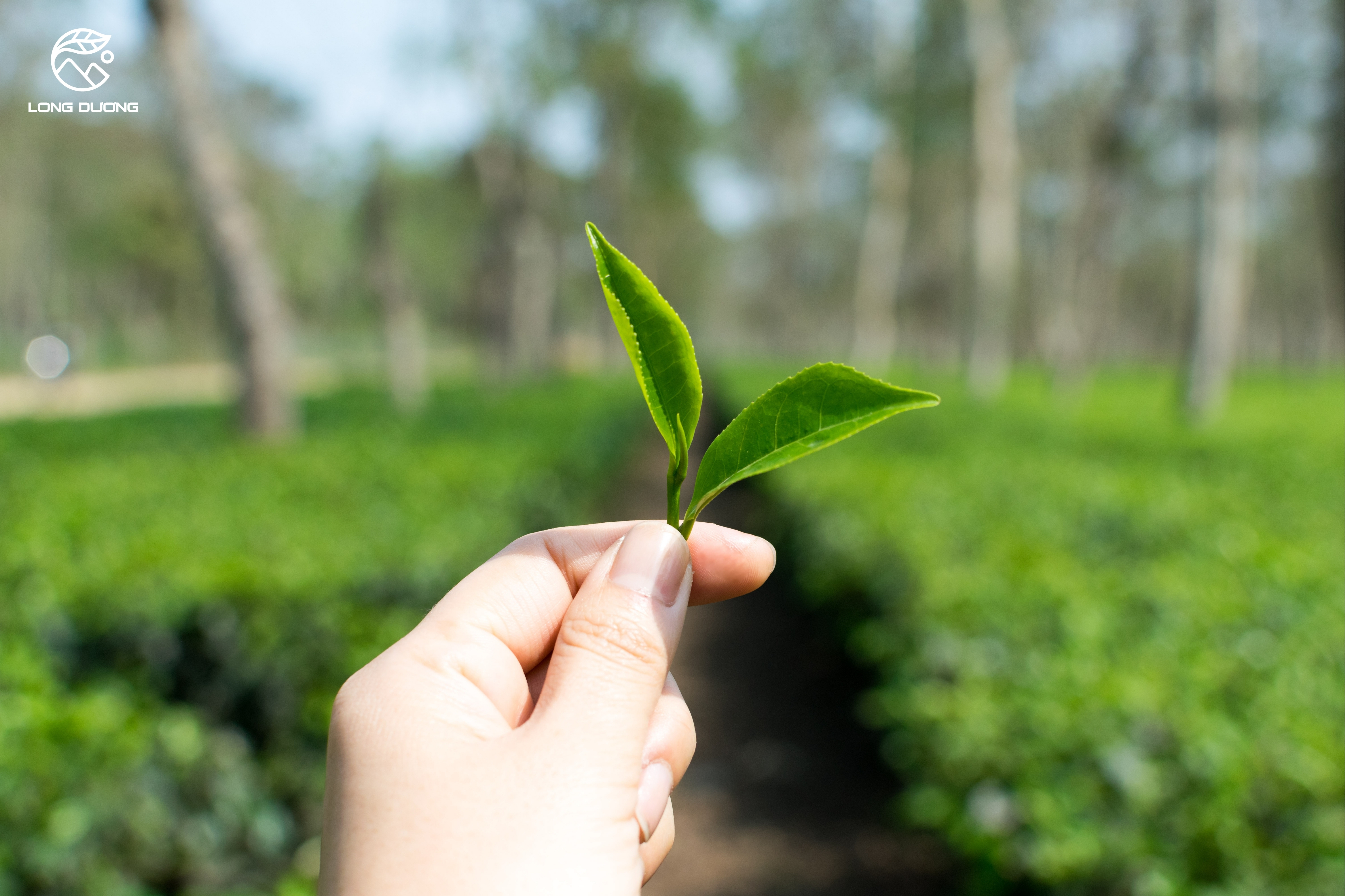nghi lễ tôn giáo và văn hóa trong trà